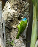 Throated barbet robi gniazdeczku, Pokhara Nepal zdjęcia royalty free Throated barbet robi gniazdeczku, Pokhara Nepal zdjęcia royalty free