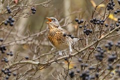 The fieldfare Turdus pilaris swallows black berry stock photos The fieldfare Turdus pilaris swallows black berry stock photos