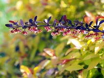 Thunbergii porpora del Berberis fotografie stock libere da diritti Thunbergii porpora del Berberis fotografie stock libere da diritti