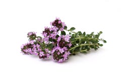 Thyme Stock Images