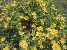 Thymophyllia, fleurs jaunes, fond naturel d'été, image brouillée, foyer sélectif images stock Thymophyllia, fleurs jaunes, fond naturel d'été, image brouillée, foyer sélectif images stock