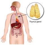 Thymus gland endocrine system 3d medical illustration on white background vector illustration Thymus gland endocrine system 3d medical illustration on white background vector illustration