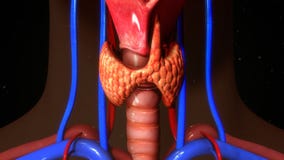 Thyroid Gland Stock Photography Thyroid Gland Stock Photography