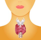 Thyroid gland and larynx