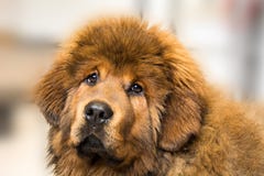 tibetan mastiff arkivbild tibetan mastiff arkivbild