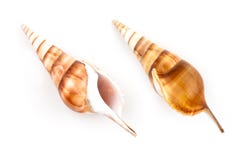 Tibia Shell (tibia Curta) foto de archivo libre de regalías Tibia Shell (tibia Curta) foto de archivo libre de regalías