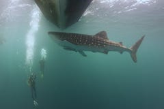 Tiburón de ballena subacuático acercándose a un buceador debajo de un barco en el mar azul profundo foto de archivo Tiburón de ballena subacuático acercándose a un buceador debajo de un barco en el mar azul profundo foto de archivo