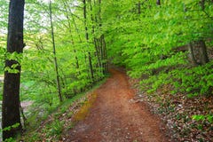 Tiempo de primavera para Turqu?a, abril de 2019, bosque de Belgrad, d?a brillante fotografía de archivo libre de regalías Tiempo de primavera para Turqu?a, abril de 2019, bosque de Belgrad, d?a brillante fotografía de archivo libre de regalías