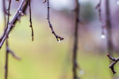 Tiempo lluvioso Día lluvioso de la primavera en el jardín Descensos del agua en las ramas del trees_ imagenes de archivo Tiempo lluvioso Día lluvioso de la primavera en el jardín Descensos del agua en las ramas del trees_ imagenes de archivo