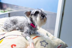 Tierarzt, der den Blutdruck eines Zwergschnauzers misst lizenzfreie stockfotografie Tierarzt, der den Blutdruck eines Zwergschnauzers misst lizenzfreie stockfotografie