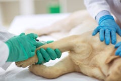 Tierarzt gibt dem Hund den Impfstoff stockfotos Tierarzt gibt dem Hund den Impfstoff stockfotos