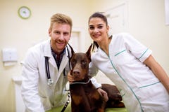 Tierarzt zwei mit Hund an der Haustierklinik stockbild Tierarzt zwei mit Hund an der Haustierklinik stockbild