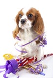Tierhundehaustierwelpe feiern neues Jahr ` s Vorabend Netter Spanielhund Königs Charles im Studio Welpe mit Trompete sylvester lizenzfreie stockfotografie Tierhundehaustierwelpe feiern neues Jahr ` s Vorabend Netter Spanielhund Königs Charles im Studio Welpe mit Trompete sylvester lizenzfreie stockfotografie
