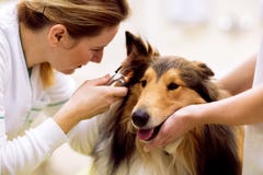 Tierärztliche Kontrollkrankes Ohr zum kranken Hund mit Otoscope lizenzfreie stockfotos Tierärztliche Kontrollkrankes Ohr zum kranken Hund mit Otoscope lizenzfreie stockfotos