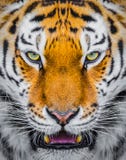 Tiger royaltyfri bild Tiger royaltyfri bild