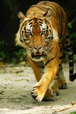 Tiger Royalty Free Stock Images