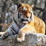 Tiger Royalty Free Stock Photography