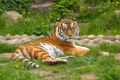 Tiger lizenzfreies stockfoto Tiger lizenzfreies stockfoto