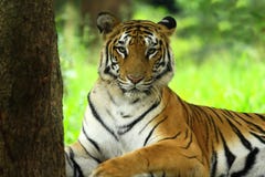 Tiger Stock Images
