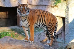 Tiger arkivbilder Tiger arkivbilder
