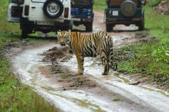 Tiger amidst safari vehicles, Tadoba, Maharashtra, India royalty free stock images Tiger amidst safari vehicles, Tadoba, Maharashtra, India royalty free stock images