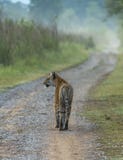 Tiger auf Straße lizenzfreie stockfotos Tiger auf Straße lizenzfreie stockfotos