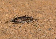 Tiger Beetle bordé oblique Photographie stock libre de droits Tiger Beetle bordé oblique Photographie stock libre de droits