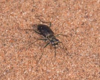 Tiger beetle species on the sandy soils in the Crex Meadows Wildlife Area in Northern Wisconsin royalty free stock photo Tiger beetle species on the sandy soils in the Crex Meadows Wildlife Area in Northern Wisconsin royalty free stock photo