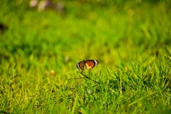 Tiger Butterfly llano en el verde imagenes de archivo Tiger Butterfly llano en el verde imagenes de archivo