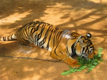Tiger Chained till halssammanträdet i en zoo fotografering för bildbyråer Tiger Chained till halssammanträdet i en zoo fotografering för bildbyråer