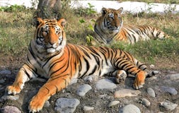 Tiger couple