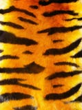 Tiger fur