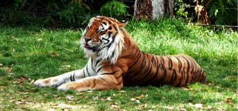 Tiger Stock Images Download 87 939 Royalty Free Photos