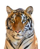 Tiger Head Isolated Royalty Free Stock Photos