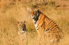 Tiger with her cub