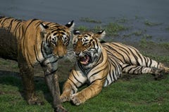 Tiger an Nationalpark Ranthambore lizenzfreies stockfoto Tiger an Nationalpark Ranthambore lizenzfreies stockfoto
