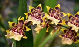 Tiger Orchid Flower Stock Photo