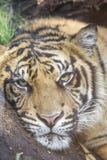 Tiger resting at the ground royalty free stock photos Tiger resting at the ground royalty free stock photos
