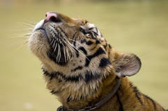 Tiger S Face Royalty Free Stock Photos