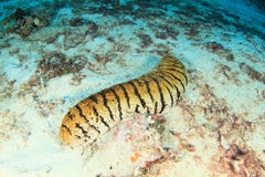 Tiger sea cucumber