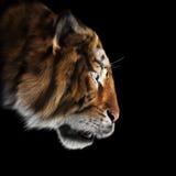 Tiger stalking its pray on a black background . royalty free illustration Tiger stalking its pray on a black background . royalty free illustration