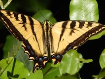 Tiger Swallowtail Butterfly géant sur la haute résolution verte de feuilles image stock Tiger Swallowtail Butterfly géant sur la haute résolution verte de feuilles image stock