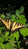 Tiger Swallowtail Butterfly géant sur la haute résolution verte de feuilles image libre de droits Tiger Swallowtail Butterfly géant sur la haute résolution verte de feuilles image libre de droits