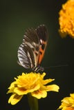 Tiger Swallowtail sul fiore arancio Fotografie Stock Libere da Diritti Tiger Swallowtail sul fiore arancio Fotografie Stock Libere da Diritti