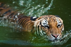Tiger Swimming In Pond Stock Photos