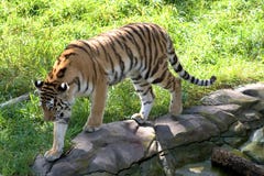 Tiger Walking On A Rock Ledge Stock Photography