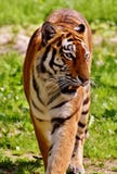 Tiger, Wildlife, Terrestrial Animal, Mammal stock photos Tiger, Wildlife, Terrestrial Animal, Mammal stock photos