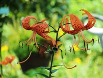 Tigerlily Flowers growing in Garden royalty free stock images Tigerlily Flowers growing in Garden royalty free stock images