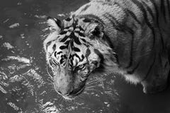 Tigern blöter i pölen för att kyla kroppen ner arkivfoton Tigern blöter i pölen för att kyla kroppen ner arkivfoton