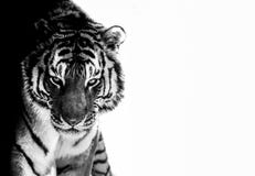 Tigern synar svartvitt Arkivfoto Tigern synar svartvitt Arkivfoto